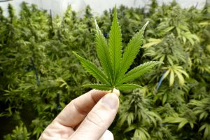 Hand Holding Small Marijuana Leaf with Cannabis Plants in Background