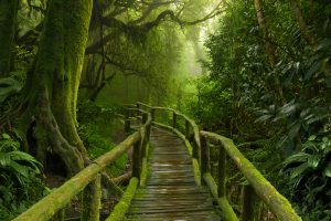 iStock-512289218-jungle-path-300x200