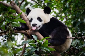 iStock-184987985-panda-300x198