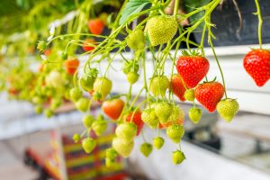 iStock-647974754-unripe-300x200