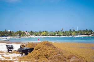 Sargassum-1023317486-300x200