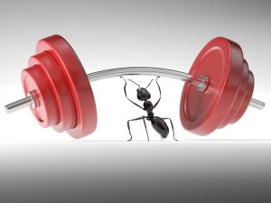 ant-barbells-483576367-300x225